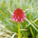 Nigritella miniata