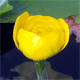 Nuphar lutea