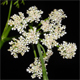 Oenanthe aquatica