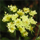 Oenanthe pimpinelloides
