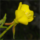 Oenothera adriatica