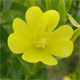 Oenothera biennis