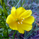 Oenothera chicaginensis