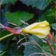 Oenothera glazioviana
