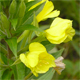 Oenothera royfraseri