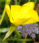 Oenothera stucchii
