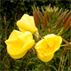 Oenothera suaveolens