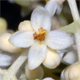 Olea europaea