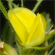 Ononis pusilla