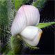 Ononis reclinata