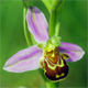 Ophrys apifera