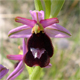 Ophrys bertolonii b.