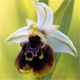 Ophrys holosericea h.