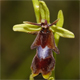 Ophrys insectifera