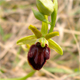 Ophrys sphegodes