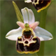 Ophrys tetraloniae