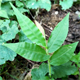 Oplismenus undulatifolius