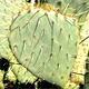 Opuntia engelmannii