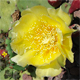 Opuntia humifusa