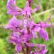 Orchis mascula s.
