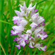 Orchis militaris
