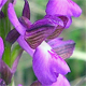 Anacamptis morio