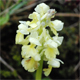 Orchis pallens
