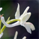 Orchis provincialis