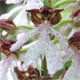 Orchis purpurea