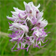 Orchis simia