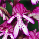 Orchis xhybrida