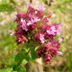 Origanum vulgare v.