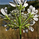 Orlaya grandiflora