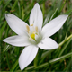 Ornithogalum divergens