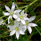 Ornithogalum kochii