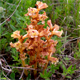 Orobanche alba