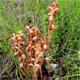 Orobanche caryophyllacea