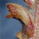Orobanche flava