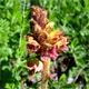 Orobanche gracilis