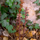 Orobanche hederae