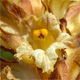 Orobanche laserpitii-sileris