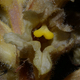 Orobanche lutea