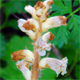 Orobanche minor