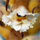 Orobanche artemisiae-campestris