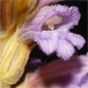 Phelipanche purpurea