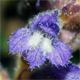 Phelipanche ramosa