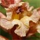 Orobanche reticulata