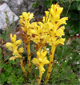 Orobanche teucrii