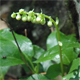 Orthilia secunda