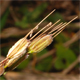 Oryza sativa